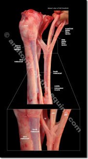 inferior check ligament of the equine distal limb
