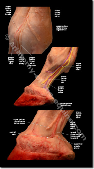 VAN veins arteries and nerves of the equine distal limb