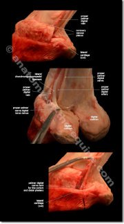nerves of the equine distal limb