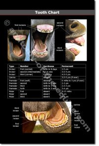 Equine Tooth Chart