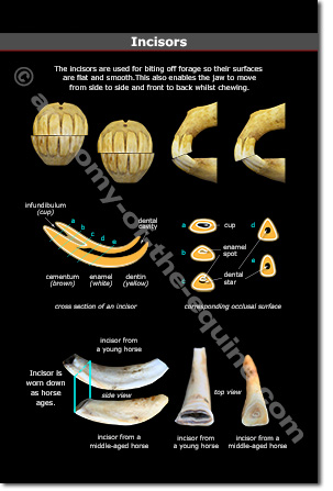 Equine Incisors