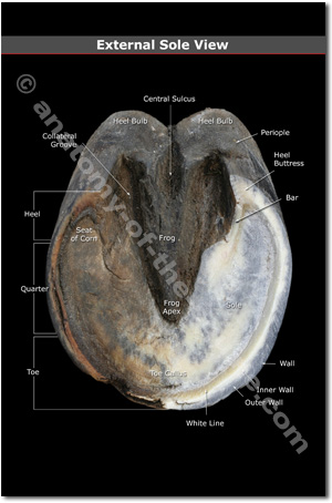 Hoof Anatomy Postcards