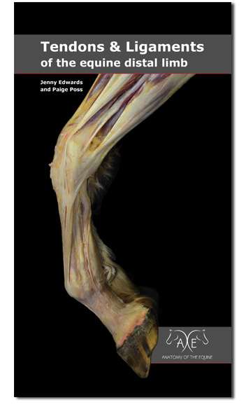 Equine Distal Limb