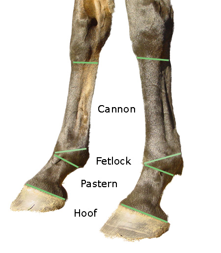 Proximal Sesamoid Bone Horse Anatomy