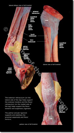 Equine Distal Limb