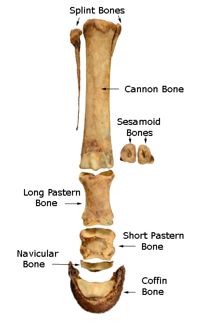lower limb skeletal anatomy