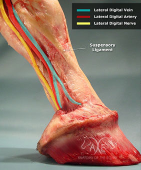 Digital Pulse Vein, Artery, Nerve