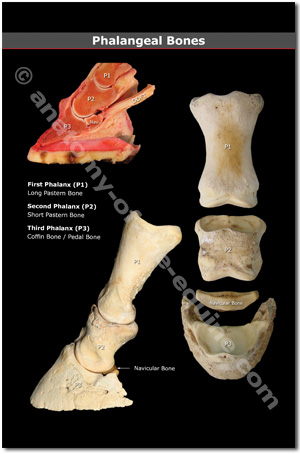 Equine Phalangeal Bones