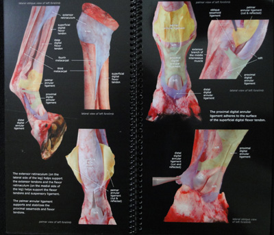 Equine Distal Limb