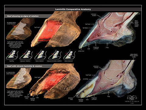 AOTE Laminitis Poster