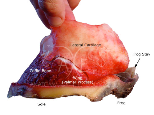 Coffin bone on sole with lateral cartilage
