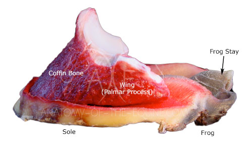 Coffin bone on sole
