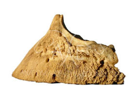 Lateral (side) view of the coffin bone