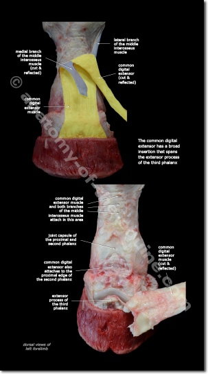 common extensor tendon and the coronary band