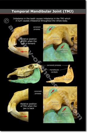 Equine Temporal Mandibular Joint