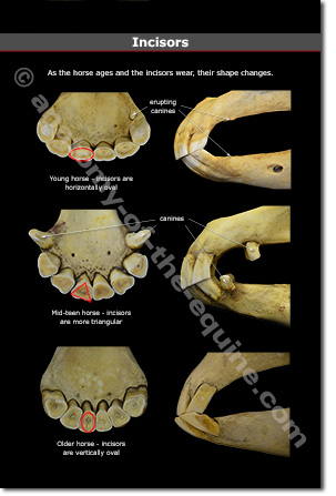 anatomy of horse teeth