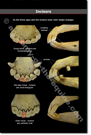 Horse Dental Anatomy