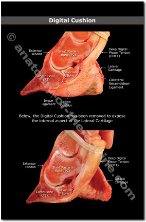 Hoof Anatomy Postcards
