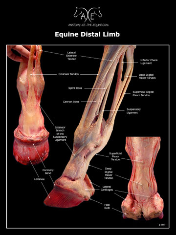 Horse Anatomy Posters