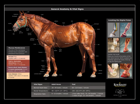 Horse Vital Signs Chart