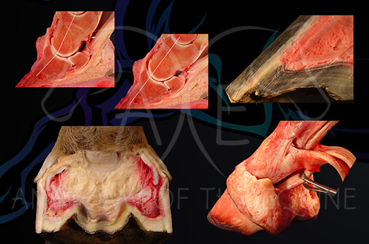 Hoof dissection clinics