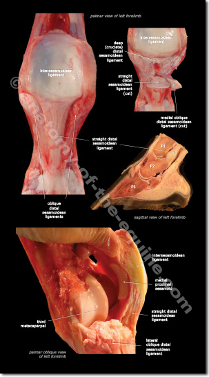 Detailed images of the ligaments that make up the suspensory apparatus.
