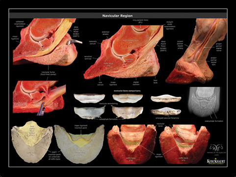 Equine Skeletal Anatomy Chart