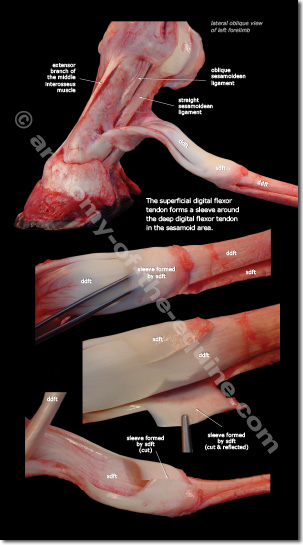 SDFT and DDFT photographic details of the equine distal limb