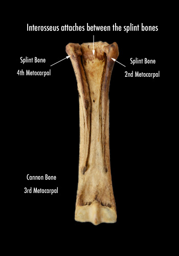 The suspensory ligament plays a vital role in stabilizing the lower leg.