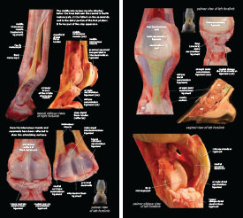 Tendons & Ligaments 2023 p10-11