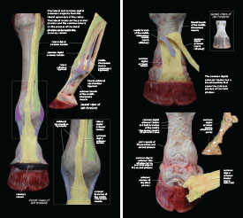 Tendons & Ligaments 2023 p12-13