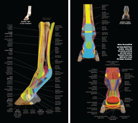 Tendons & Ligaments 2023 p18-19