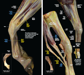 Tendons & Ligaments 2023 p2-3