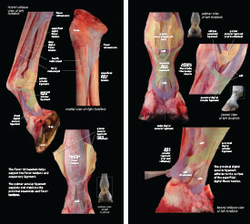 Tendons & Ligaments 2023 p4-5
