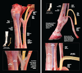 Tendons & Ligaments 2023 p6-7