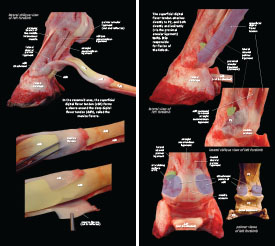 Tendons & Ligaments 2023 p8-9