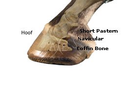 horse anatomy cannon bone