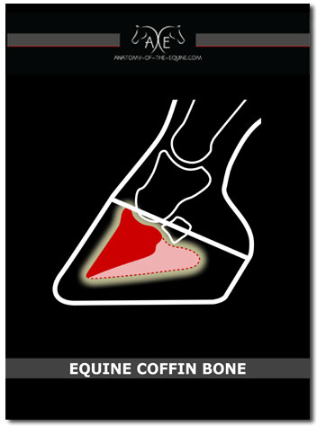 Equine Coffin Bone Cover