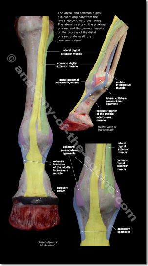 Common extensor tendon and suspensory branches