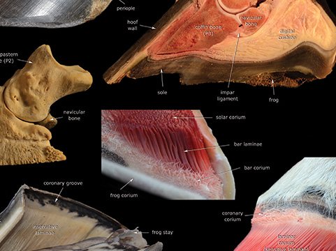 Hoof anatomy poster close-up