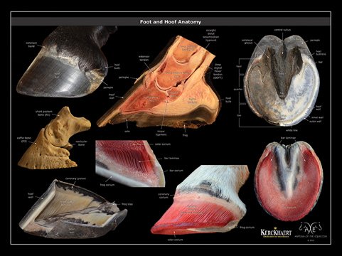 Horse Anatomy Posters