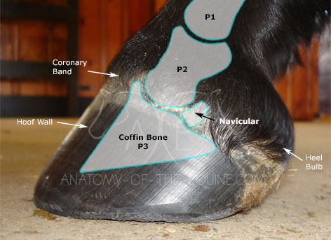 The coffin bone is located in the front half of the hoof capsule