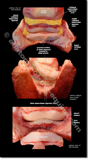 impar ligament