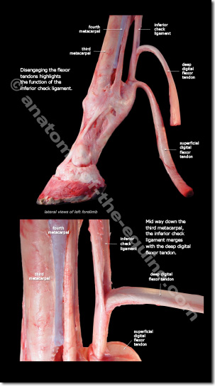 inferior check ligament and ddft of the equine distal limb