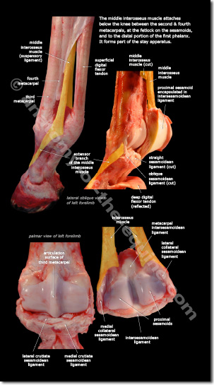 Suspensory Ligament of the equine distal limb