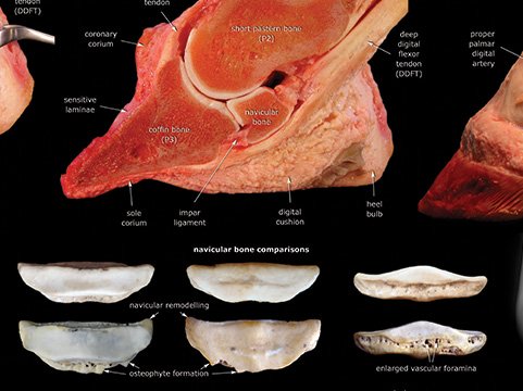 Horse Anatomy Posters