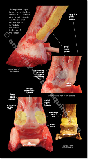 SDFT attachment in the equine pastern