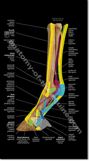 tendons and ligaments of the equine distal limb lateral