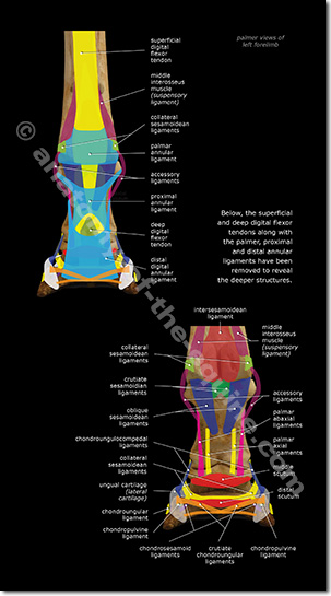 tendons and ligaments of the equine distal limb palmar