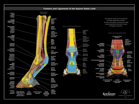 Tendons & ligaments poster